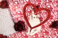 A small white kitten on a background with hearts. Royalty Free Stock Photo