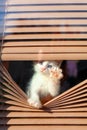 Small white kitten in the blinds on the window Royalty Free Stock Photo