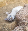 A small white kitten laying on the floor on dirt sand Royalty Free Stock Photo