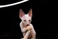 a small white kitten licks its paw and washes Royalty Free Stock Photo