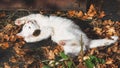 A small white kitten is playing with a mouse in the yellow autumn foliage. Royalty Free Stock Photo