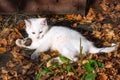 A small white kitten is playing with a mouse in the yellow autumn foliage. Royalty Free Stock Photo