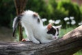 Small white kitten scratching tree branch Royalty Free Stock Photo