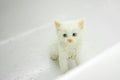 A small white kitten sits in the bathroom and waits for it to be washed. Cleanliness and hygiene of pets