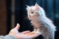 A Small White Kitten Sitting On Top Of A Persons Hand Royalty Free Stock Photo