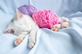 A small white kitten sleeps with a ball of lilac thread. The kitten played and fell asleep Royalty Free Stock Photo
