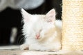 A small white kitten sleeps lying on the floor near the scratching post Royalty Free Stock Photo