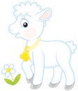 Small white lamb