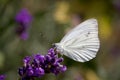 Small White on a Lavender Flower Royalty Free Stock Photo