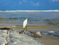 A small white Little Egret heron standing in the water looking for food. City beach, Netanya, Israel Royalty Free Stock Photo