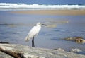A small white Little Egret heron standing in the water looking for food. City beach, Netanya, Israel Royalty Free Stock Photo