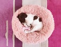 Small white and liver brown 8 week old pup puppy dog in round comfy comfortable pink bed on colorful flooring mat rug