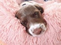 Small white and liver brown 8 week old pup puppy dog in round comfy comfortable pink bed on colorful flooring mat rug Royalty Free Stock Photo