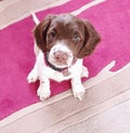 Small white and liver brown 8 week old pup puppy looking up sitting on colorful rug