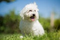 Small white long haired dog portrait