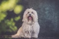 Small white long haired dog portrait