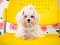 Small white Maltese pet sitting and waiting for playing with owner on yellow chair in beautiful home
