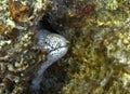 Small white moray eel i Asdu reef