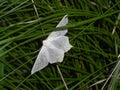 Small white moth falter butterfly in the green grass Royalty Free Stock Photo