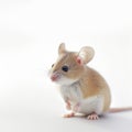 a small white mouse Royalty Free Stock Photo