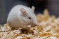 A small white mouse gnaws a branch. Close-up Royalty Free Stock Photo