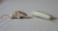 A small, white mouse (Mus musculus) stands on a light-colored surface next to a Royalty Free Stock Photo