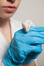 A small white mouse with red eyes in the hand of a scientist in a blue rubber glove.