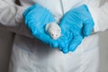 A small white mouse with red eyes in the hand of a scientist in a blue rubber glove.