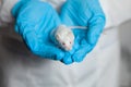 A small white mouse with red eyes in the hand of a scientist in a blue rubber glove.