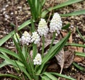 Small White Muscari, Grape Hyacinth budding from soil in a cluster Royalty Free Stock Photo