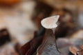 Eaten cap mushroom