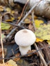 A small white mushroom on the ground in the woods Royalty Free Stock Photo