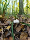 A small white mushroom on the ground in the woods Royalty Free Stock Photo