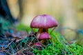 Small white mushroom with purple hat growing between grass Royalty Free Stock Photo