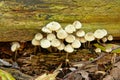 Small white mushrooms growingnext to a fallen tree branch