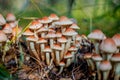 Small white mushrooms with red hats growing between grass Royalty Free Stock Photo