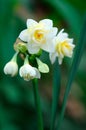 Small white narcissus