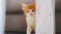 A small white, orange cat hidden at home Royalty Free Stock Photo