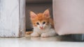 A small white, orange cat hidden at home Royalty Free Stock Photo