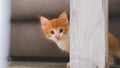 A small white, orange cat hidden at home Royalty Free Stock Photo