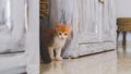 A small white, orange cat hidden at home Royalty Free Stock Photo