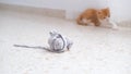 A small white and orange cat watching a ball of wool