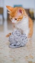 A small white and orange cat watching a ball of wool