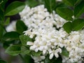 Small, white Orange jasmine or Murraya paniculata in nature.