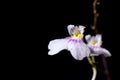 Small white orchid Royalty Free Stock Photo
