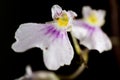 Small white orchid Royalty Free Stock Photo