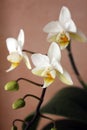 Small White Orchid Flower Royalty Free Stock Photo