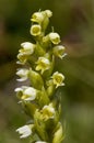 Small White Orchid Royalty Free Stock Photo