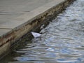 Small white paper boat on blue water surface Royalty Free Stock Photo