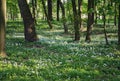 Small white petal flowers bloom dandelion dark forest